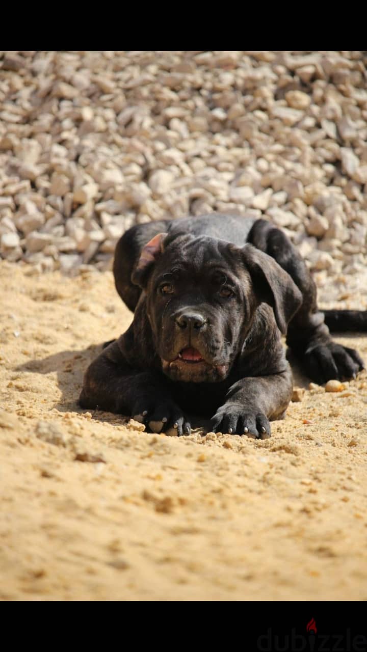 كلب كين كوروسو دكر cane corso 3