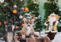 Corgi Puppies From Russia With Fci documents 0