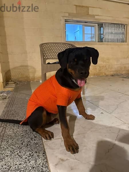ROTTWEILER  female (6-7) Monthes WhatsApp only 2