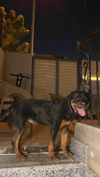ROTTWEILER  female (6-7) Monthes WhatsApp only 4