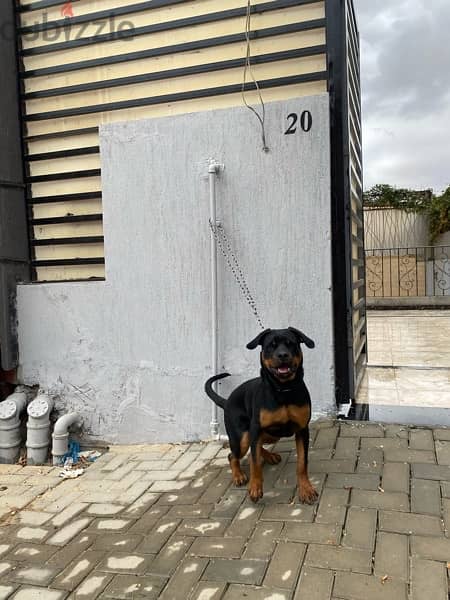 ROTTWEILER  female (6-7) Monthes WhatsApp only 3