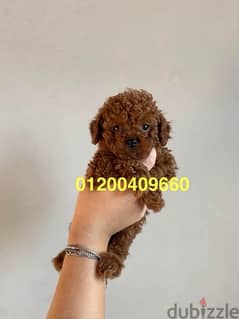 male toy poodle 0
