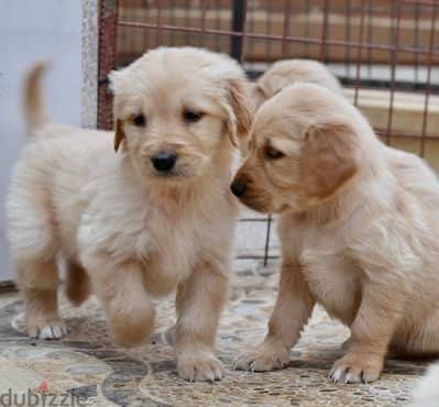 golden retriever puppy