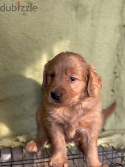 golden retriever chocolate