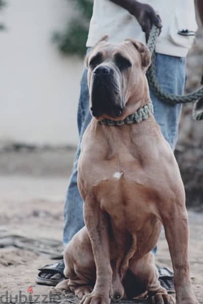 cane corso 0