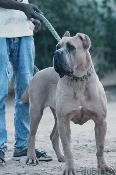 cane corso 1