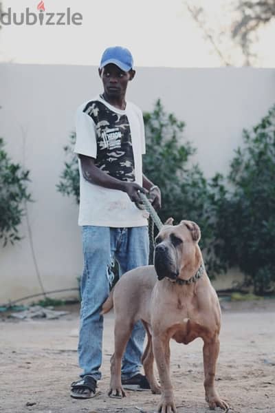 cane corso 2