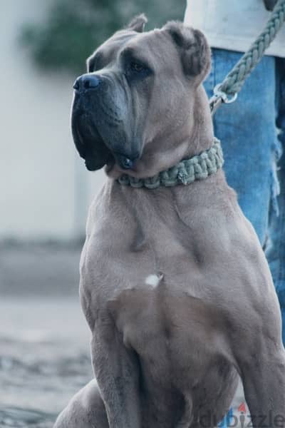 cane corso 3