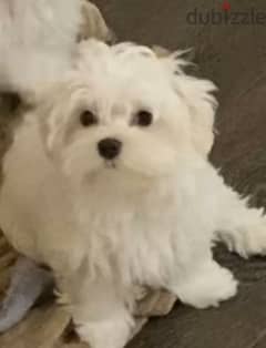 Maltese puppies From Russia Male & Female 0