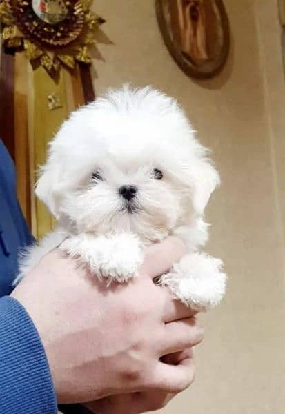 Maltese Doll puppies From Russia 0