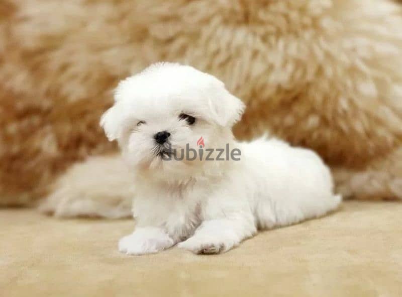 Maltese Doll puppies From Russia 1