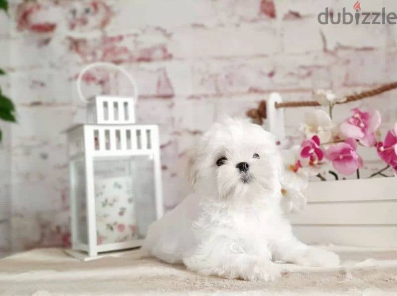 Maltese Doll puppies From Russia 2