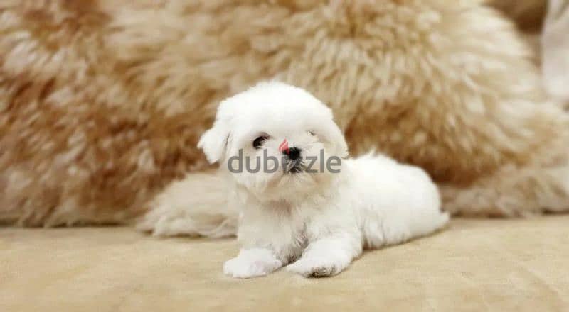 Maltese Doll puppies From Russia 4