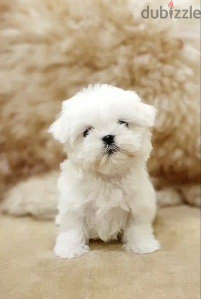 Maltese Doll puppies From Russia 5