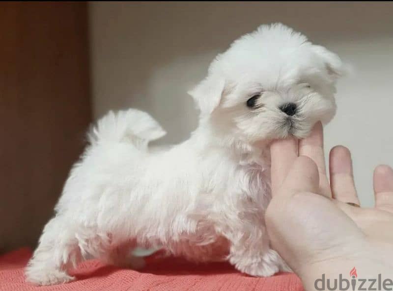 Maltese Doll puppies From Russia 6