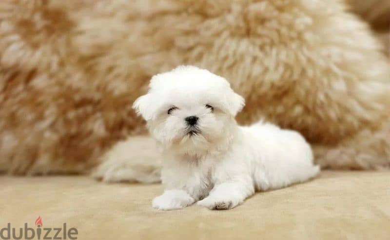 Maltese Doll puppies From Russia 8