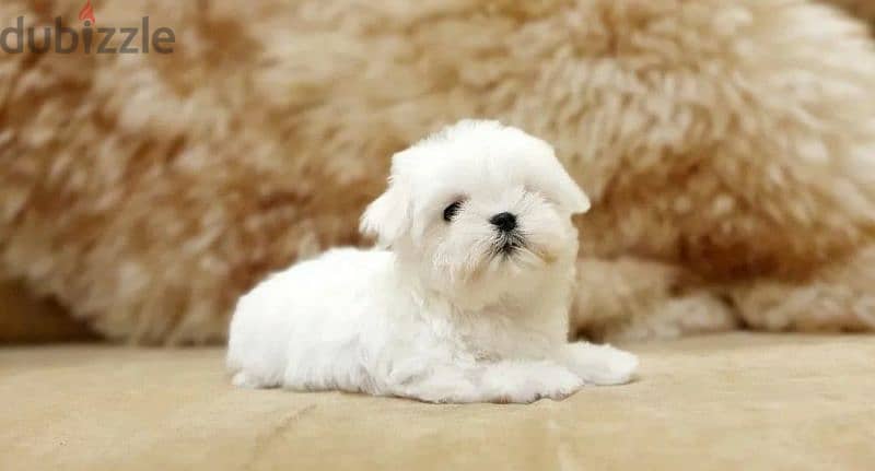 Maltese Doll puppies From Russia 10