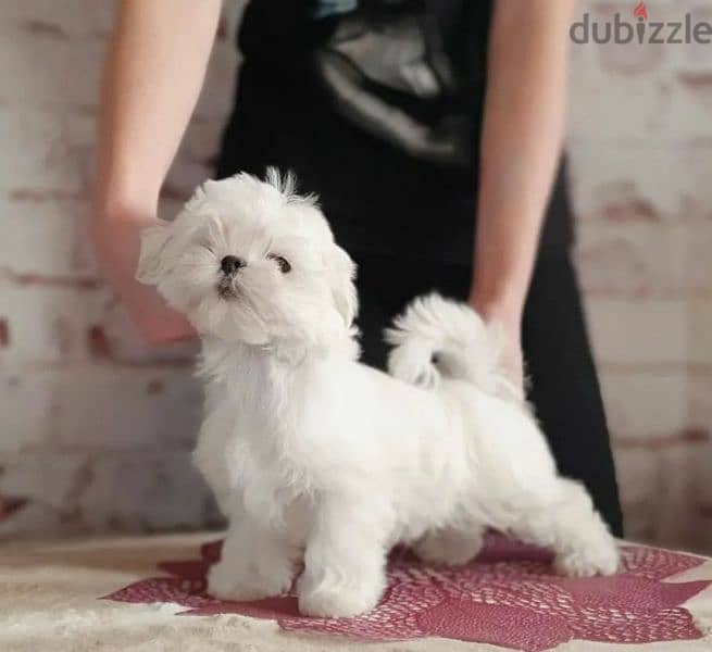 Maltese Doll puppies From Russia 11