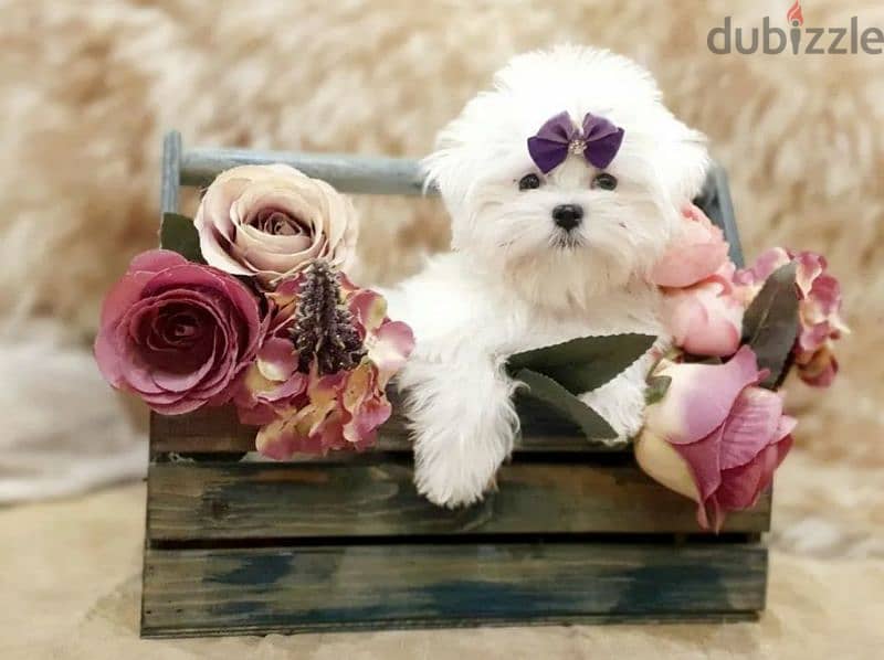 Maltese Doll puppies From Russia 12