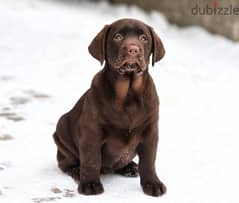 Labrador Retriever chocolate 0