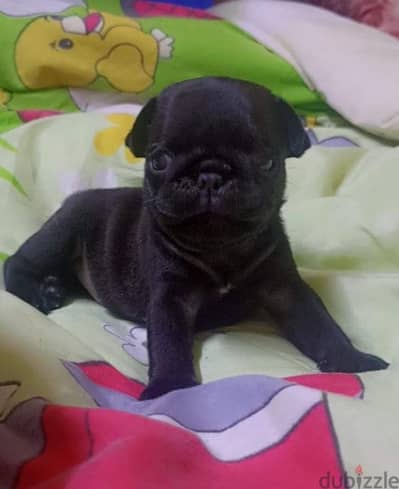 black pug بلاك بج