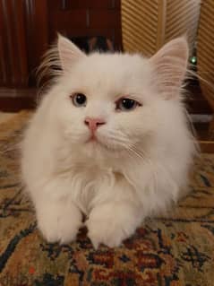 White Shirazi Cat قط شيرازي ابيض 0