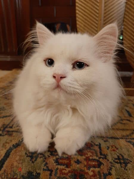 White hot sale shirazi cat