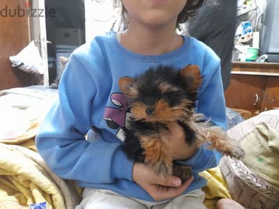 يورك شاير صغير جدا ب Yorkshire primary breed