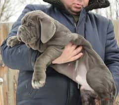 Mastino Puppy From Russia Neapolitan mastiff With full documents