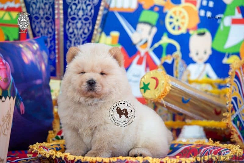 متاح جراوي تشاو تشاو chow chow أهالي مستورده 4