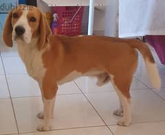 beagle dog كلب بيجل 0