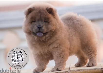 متاح جراوي تشاو تشاو chow chow كل الألوان أب و ام مستوردين من روسيا