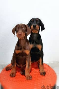 Olx doberman hot sale for sale