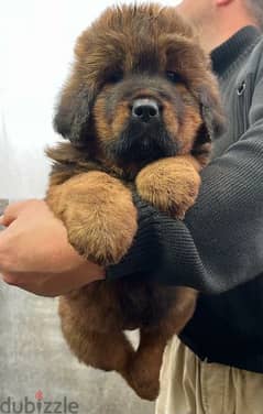 Giant Tibetan mastiff puppies Chinese Bloodline From Russia
