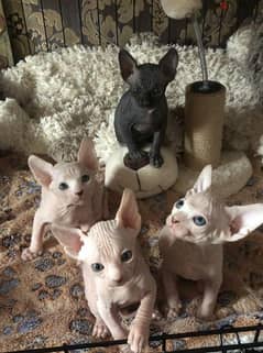 Sphynx Kittens From Russia Male and Female