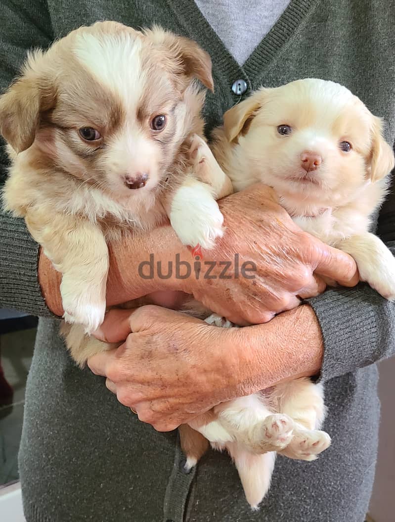 Dubizzle puppies store