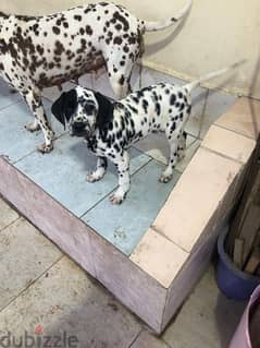 Dalmatian puppies males and females