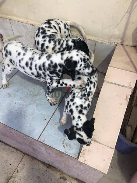Dalmatian puppies males and females 1