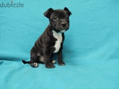 English Staffordshire bull terrier puppies Available 0