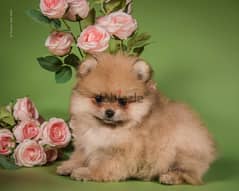 Pomeranian IMPORTED From The Biggest Kennels in Europe !!! 0