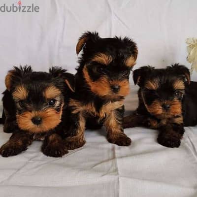 Yorkshire puppies premium quality FCI bloodline تيكب يورك شاير بيور ى