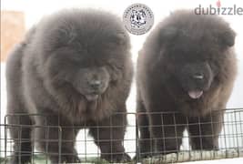 available puppies chow chow تشاو تشاو all colors 0