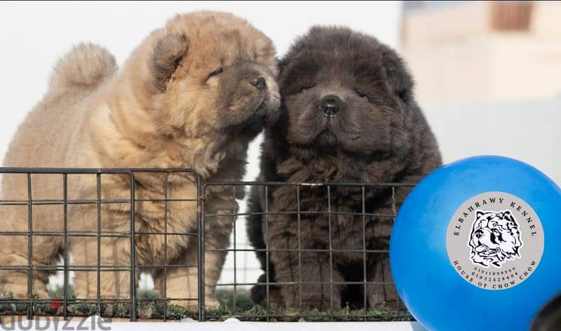 available puppies chow chow تشاو تشاو all colors 5