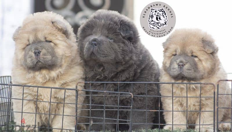 available puppies chow chow تشاو تشاو all colors 6