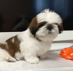 Shih tzu puppies Female From Russia With full documents