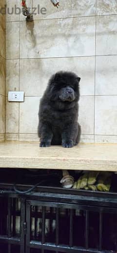 blue chow chow male