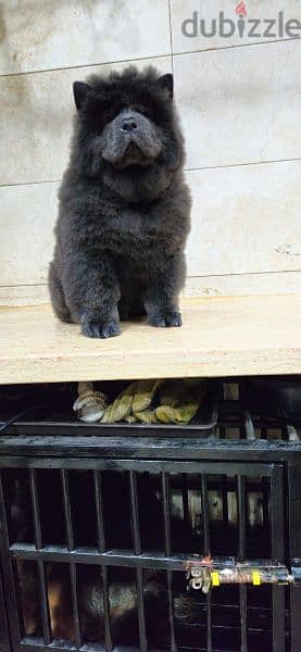 blue chow chow male 1