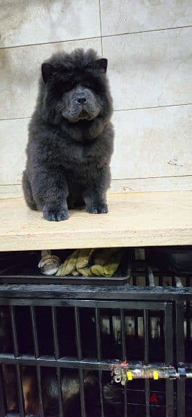 blue chow chow male 2