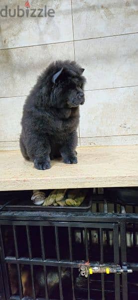 blue chow chow male 3