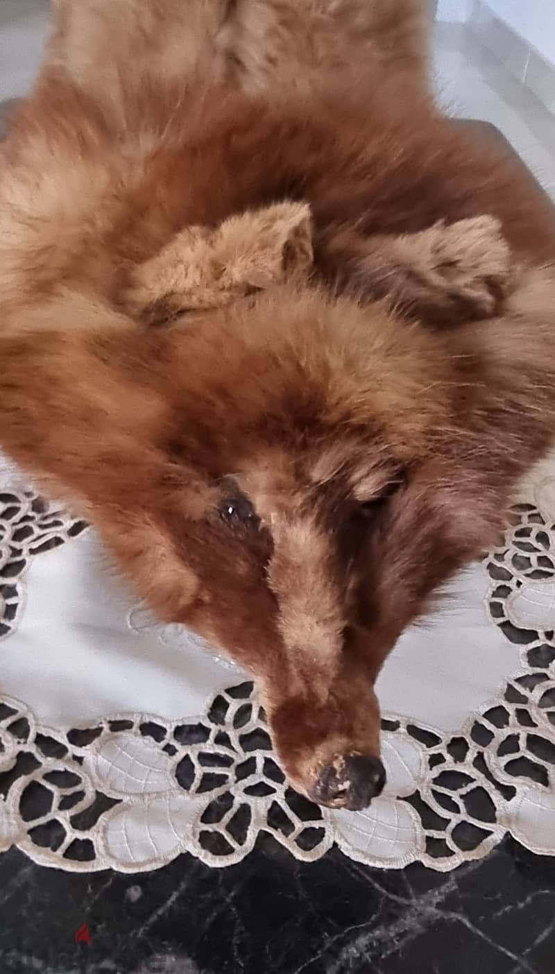 ثعلب فرو طبيعي / Natural fur fox 2